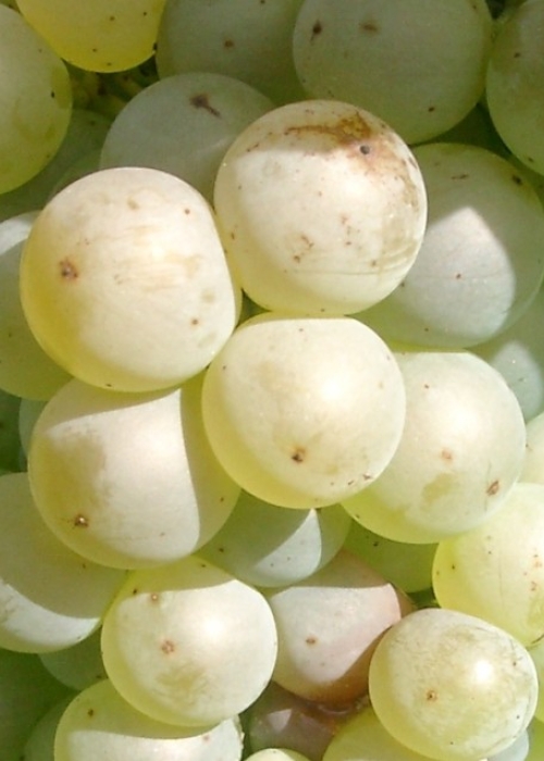 09040144 Merzling